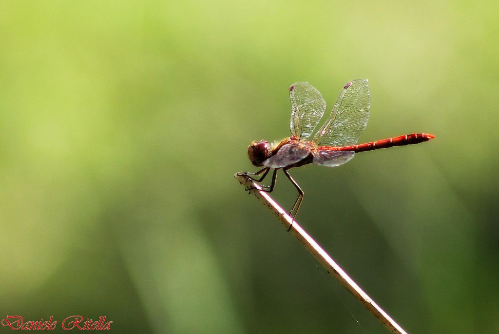 Richiesta ident. libellula: Sympetrum striolatum